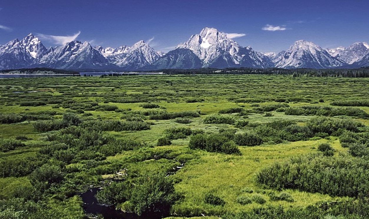 Wyoming's Whitebark Pines