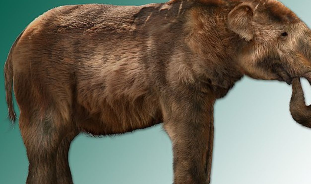 Wyoming's Whitebark Pines