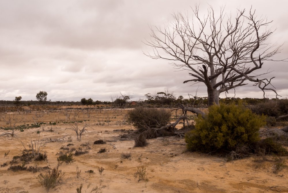 Landscape Photo of Dead tree in the outback of Western Australia