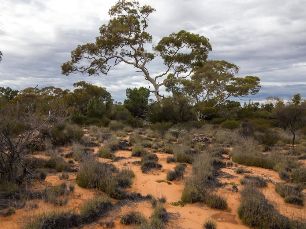 Trees and Threatening Sky in Queen Victoria Spring Nature Reserve, Australia