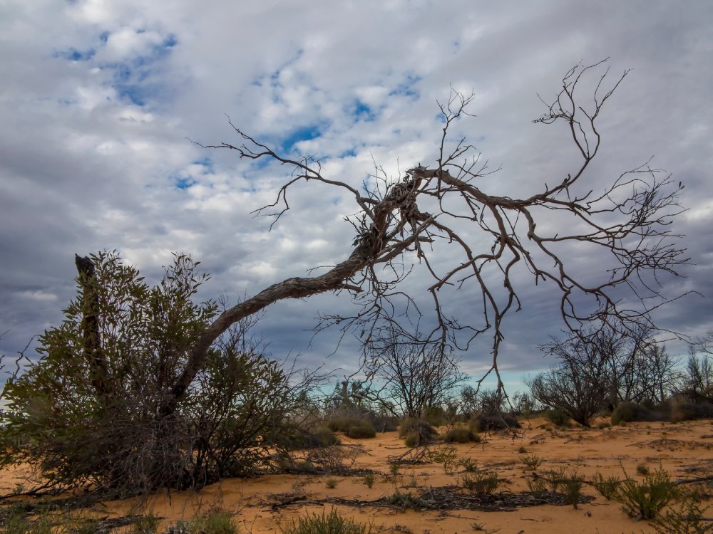 Trees and Threatening Sky in Queen Victoria Spring Nature Reserve, Australia