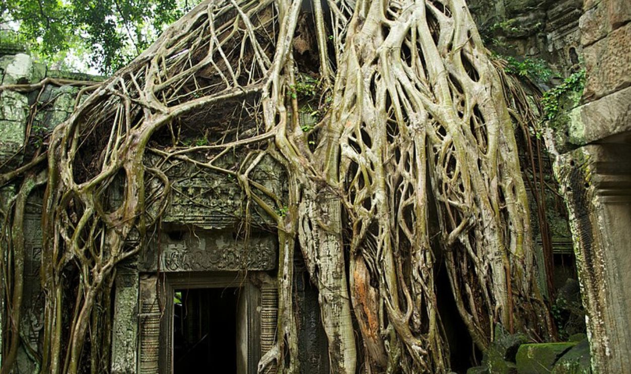 Angkor Wat Temple Trees