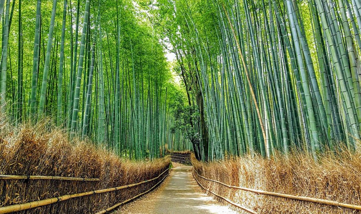 Kyoto Bamboo Villages