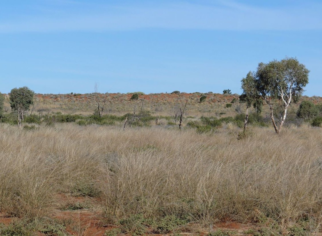 Pano of Gunbarrel grasslands and dune in the Gibson Desert, Australia