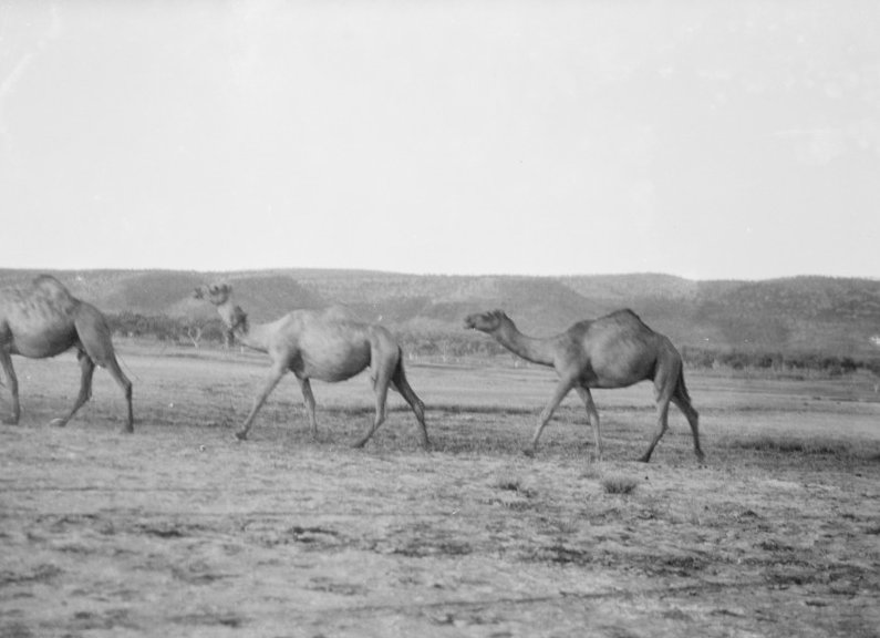 Three camels walking across plain, Wyndham, Western Australia