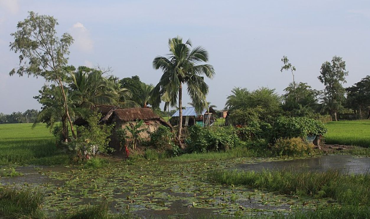 Mangroves Encircle Sunken Homes In Sundarbans