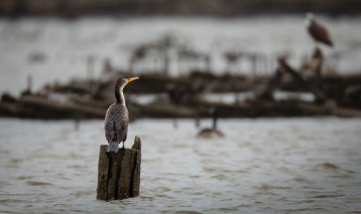 Mallows Bay, United States