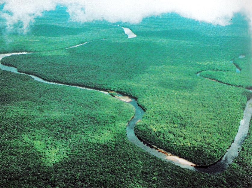Forests in Orinoco delta, Delta Amacuro state, Venezuela