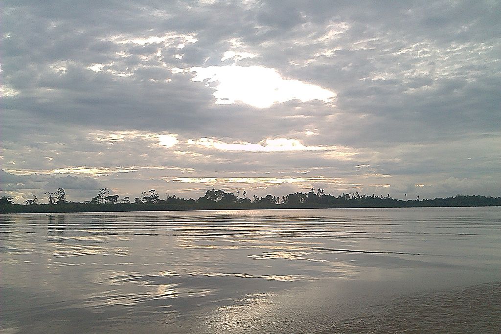 Forests in Orinoco delta, Delta Amacuro state, Venezuela