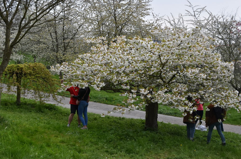 People kissing under cherry tree in Prague