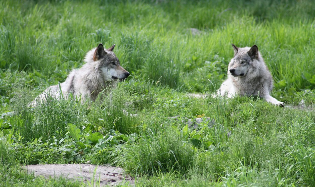 Wolves Lying On The Grass