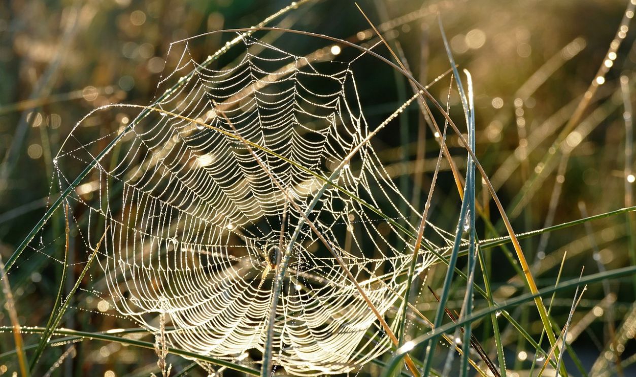 Spider Web