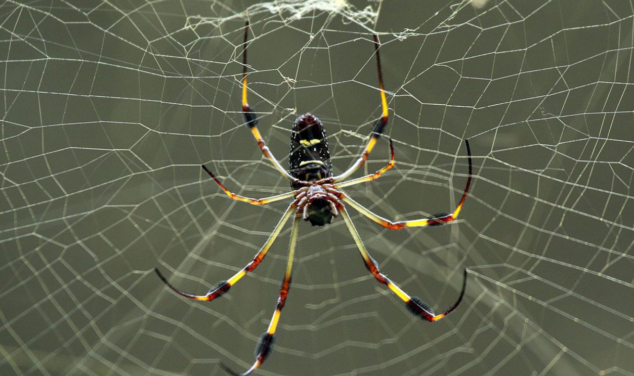 Orb Weaver Spider