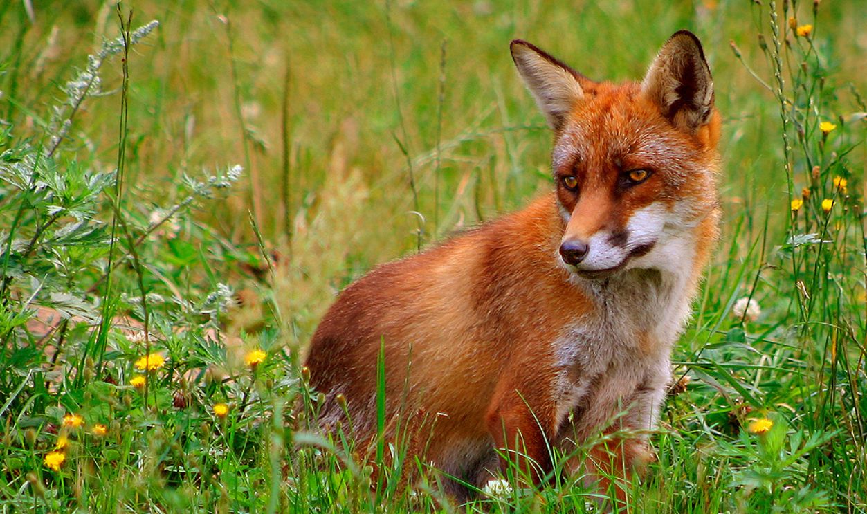  Red Fox