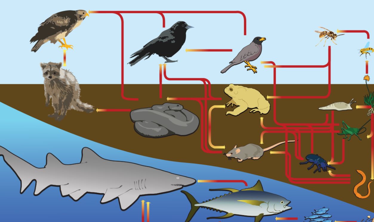 Food Web