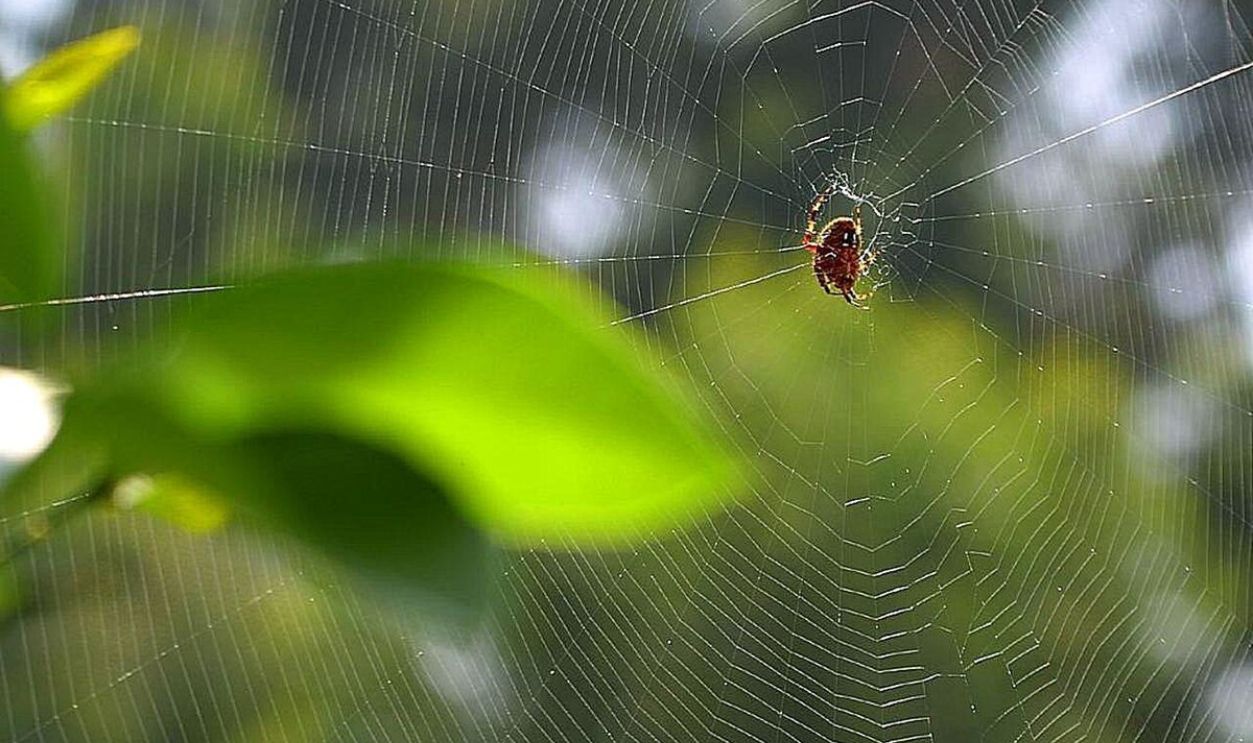 Spider Web