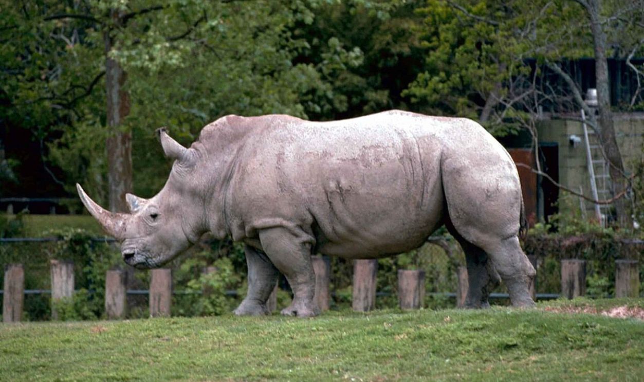 Rhino