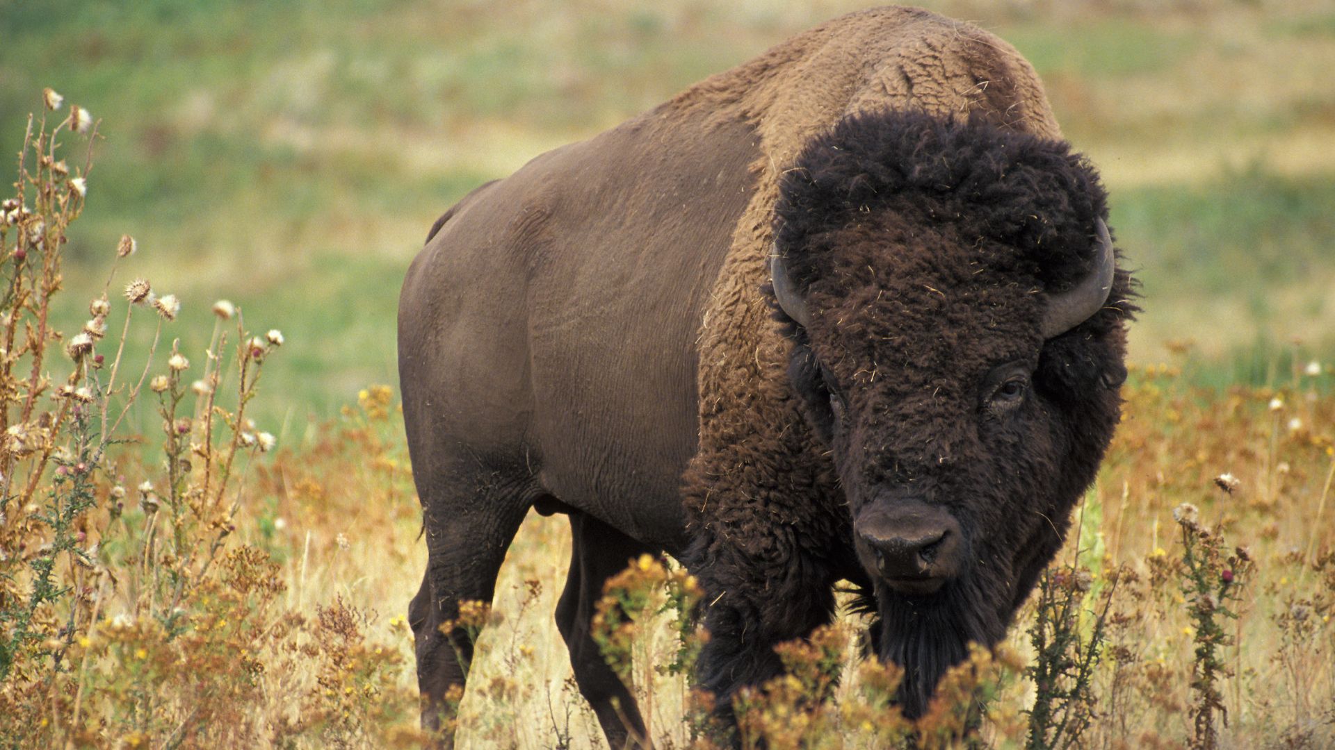 File:American bison k5680-1.jpg