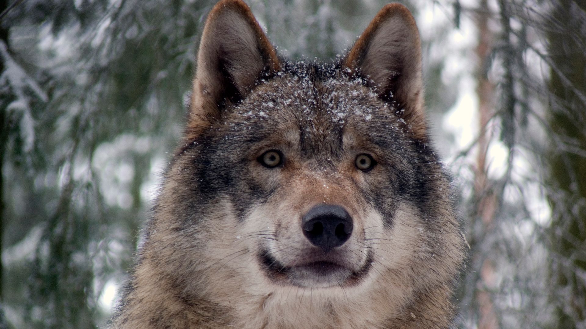 File:Grey wolf P1130270.jpg