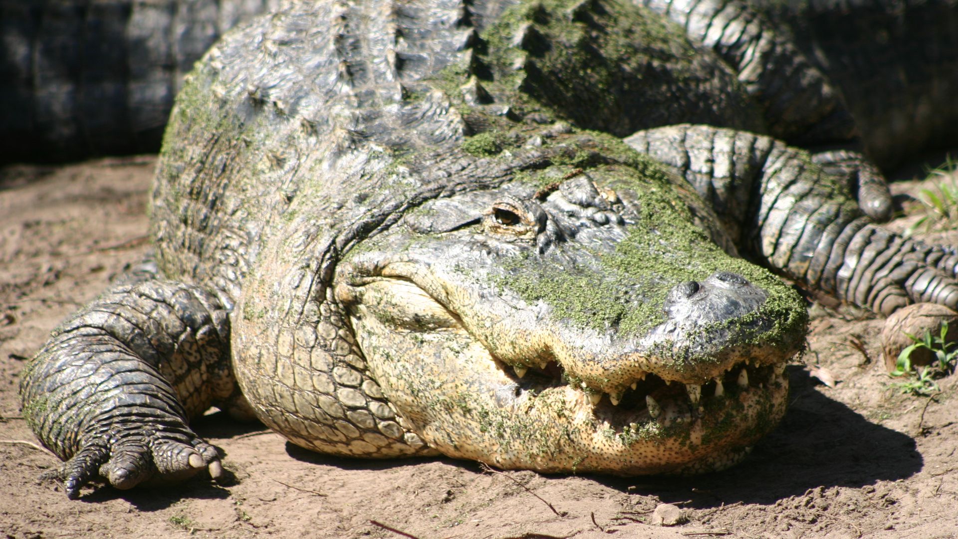 File:American Alligator.JPG