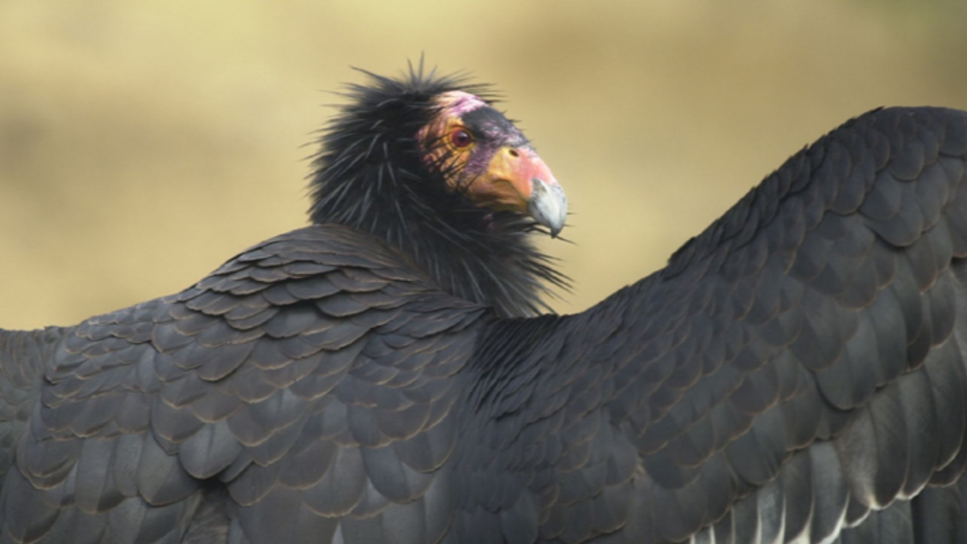 File:California condor.jpg