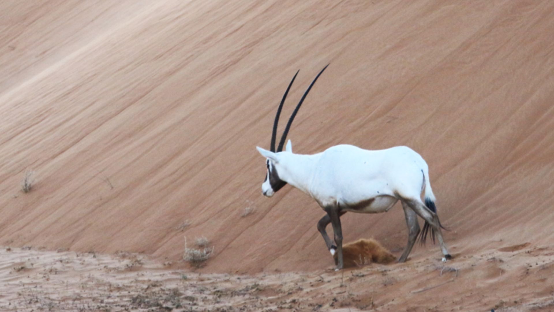 File:Arabian oryx.jpg