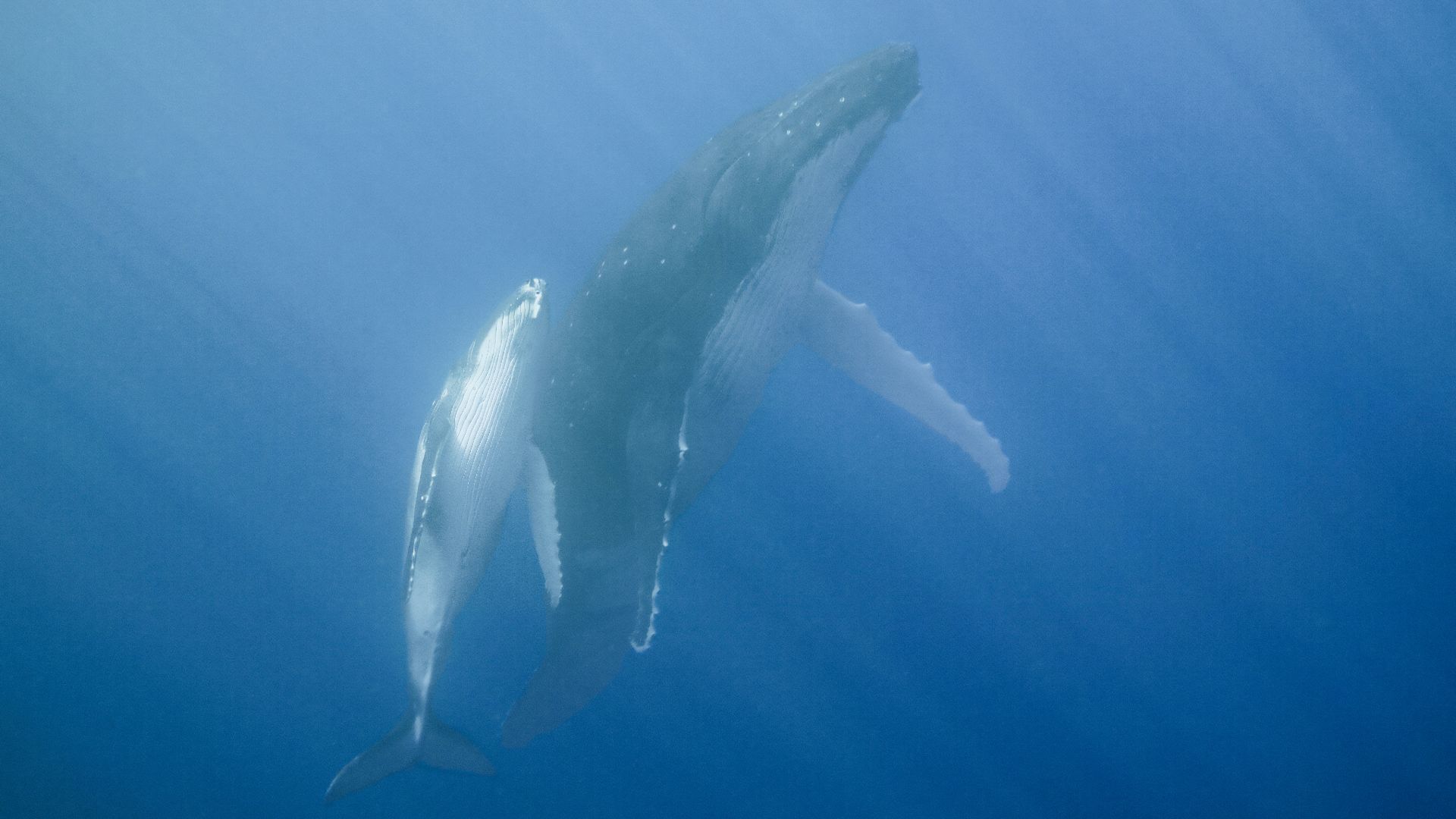 File:Humpback whale (Megaptera novaeangliae) and calf Moorea 3.jpg