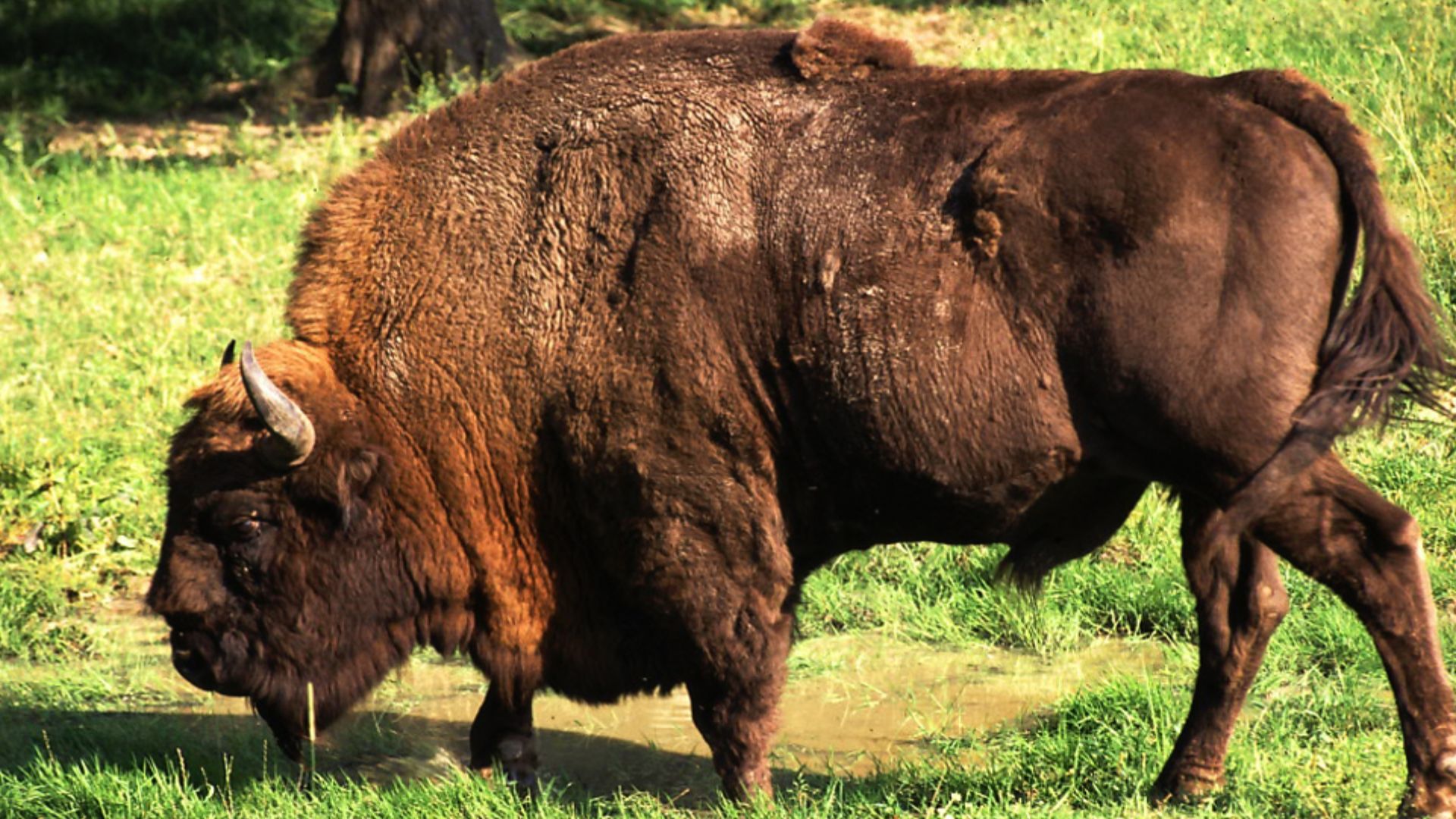 File:Wisent.jpg