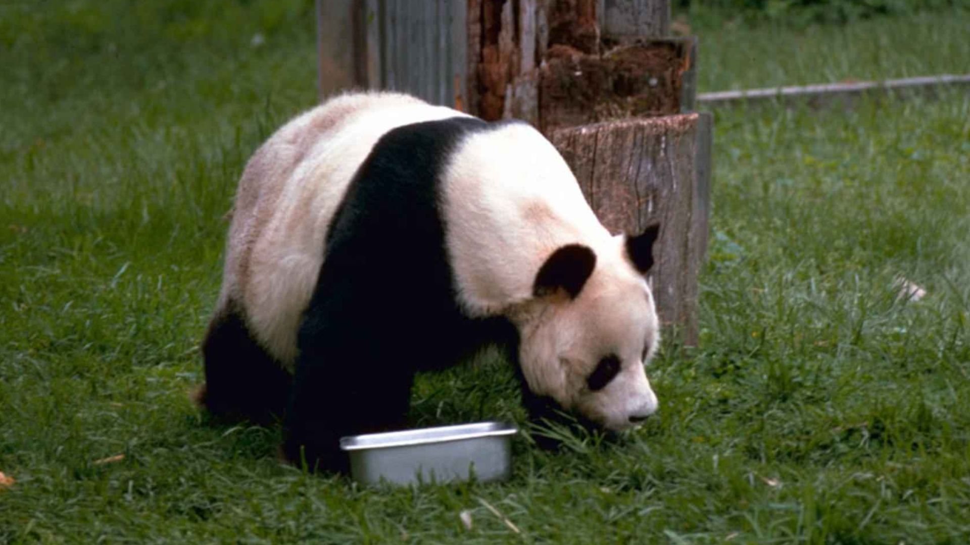 File:Giant panda (1).jpg