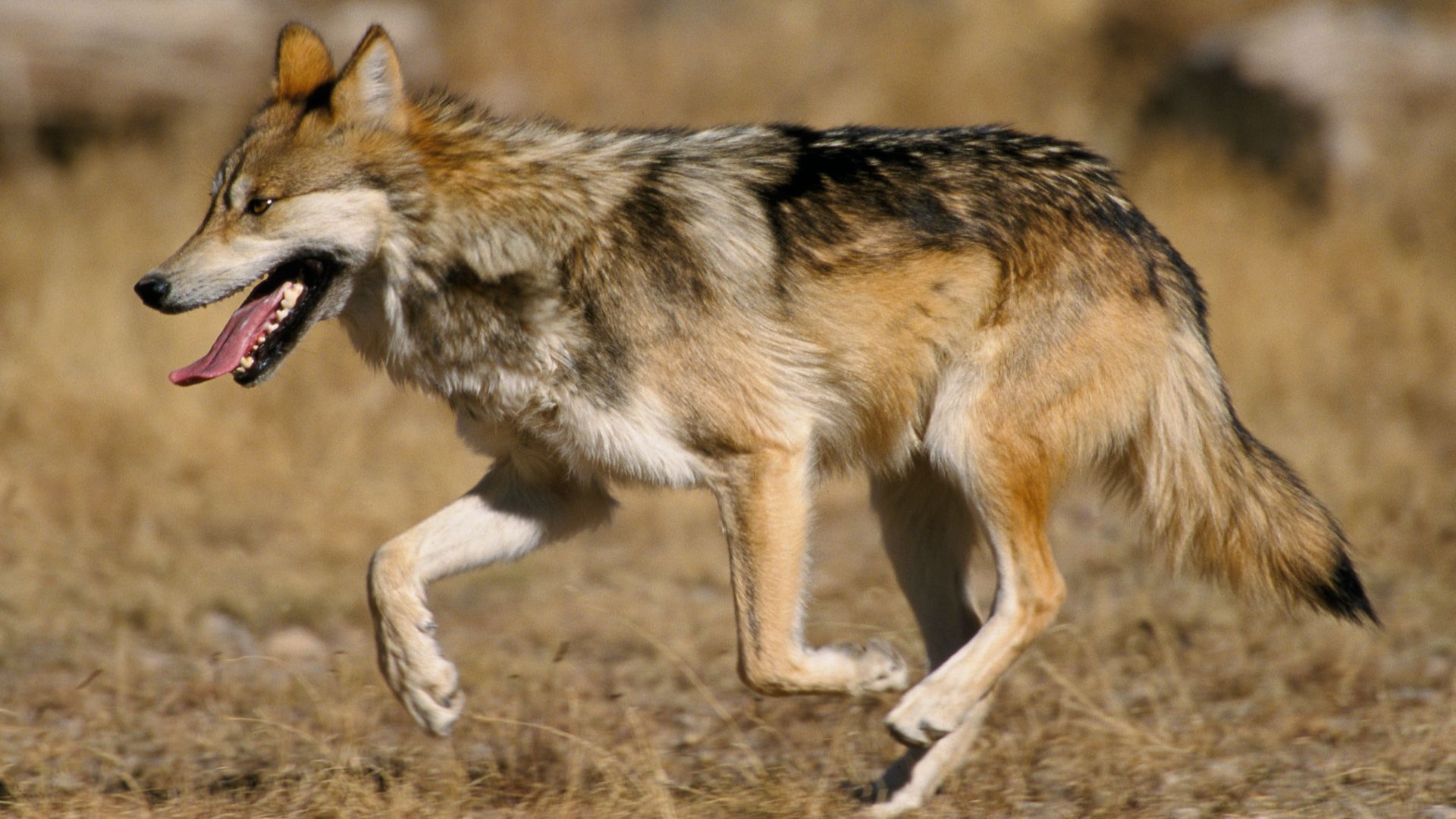 File:Canis lupus baileyi running.jpg