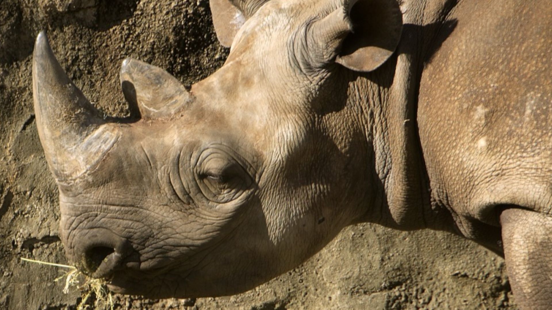 File:Black rhino.jpg