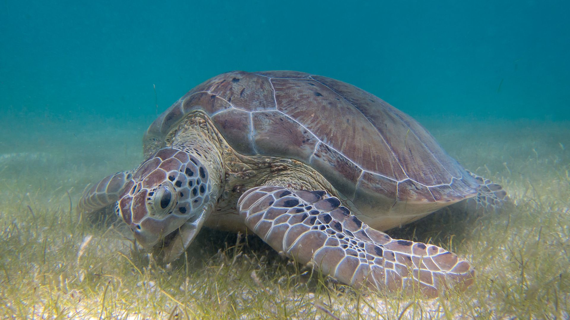 File:Green Sea Turtle grazing seagrass.jpg