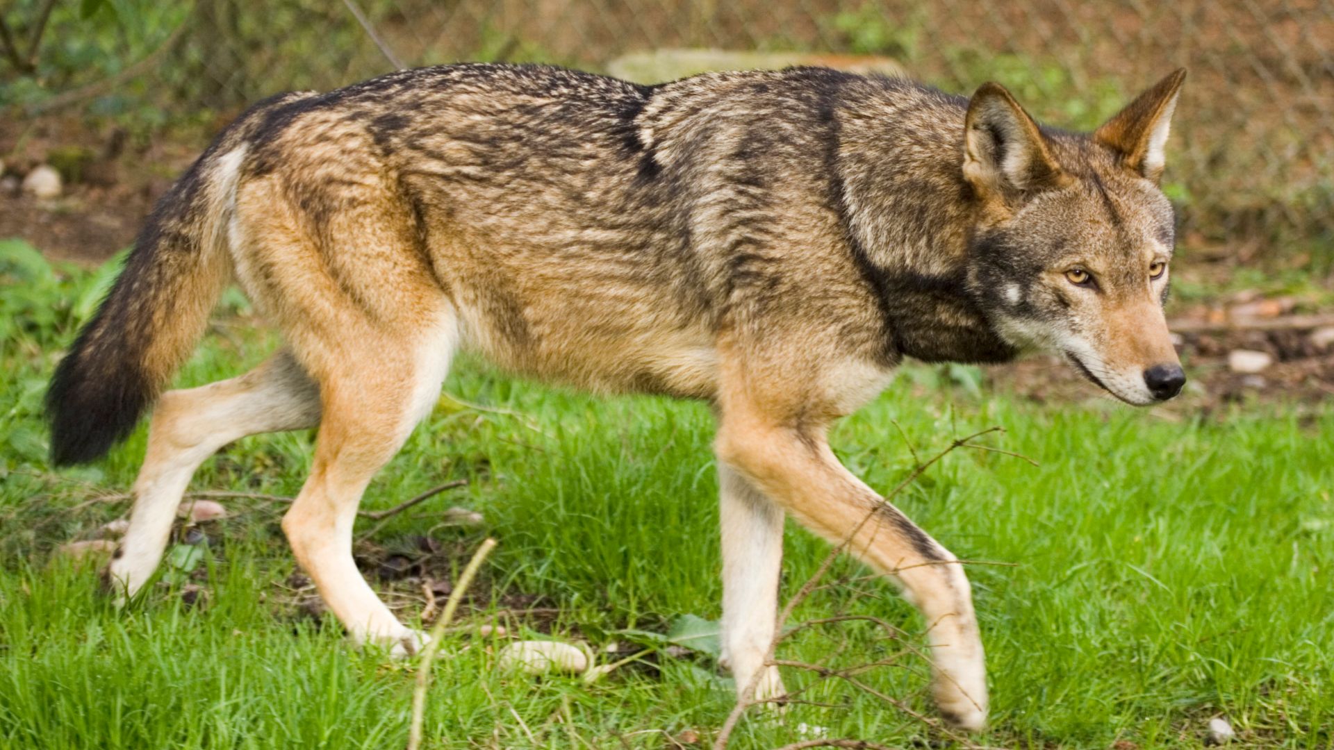 File:Adult Red Wolf.jpg