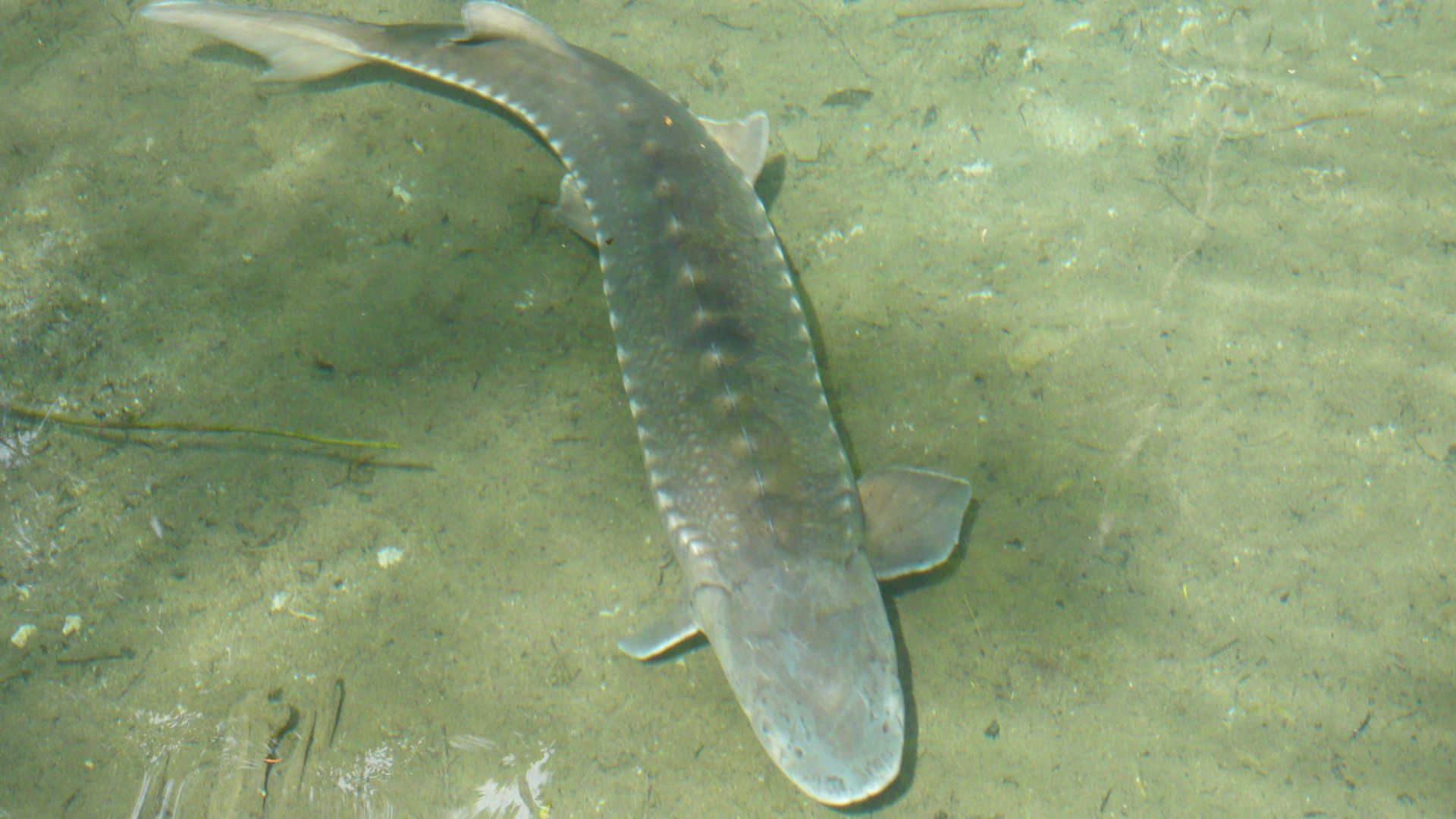 File:Stör - Sturgeon.jpg