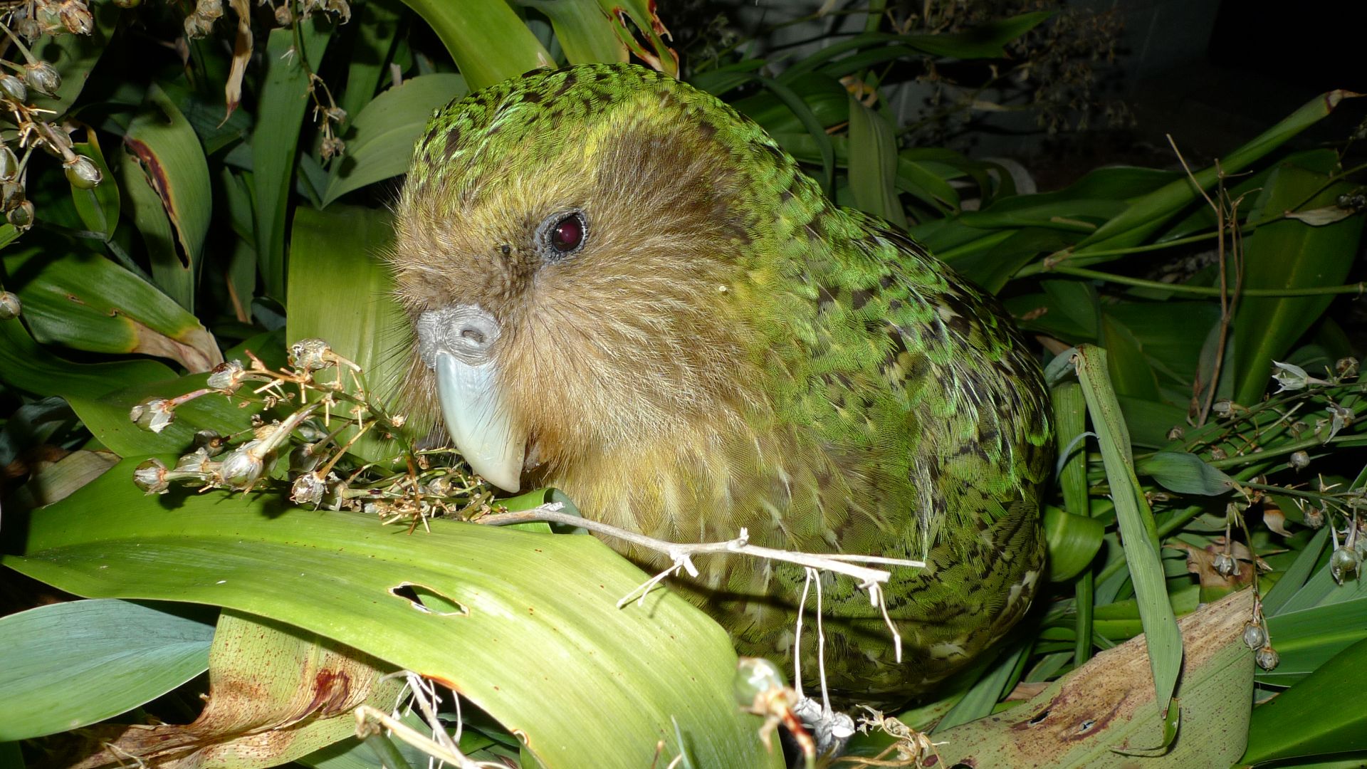 File:Kakapo Sirocco 1.jpg