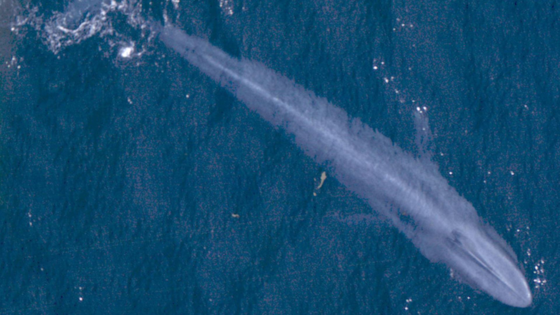 File:Blue Whale 001 noaa body color.jpg