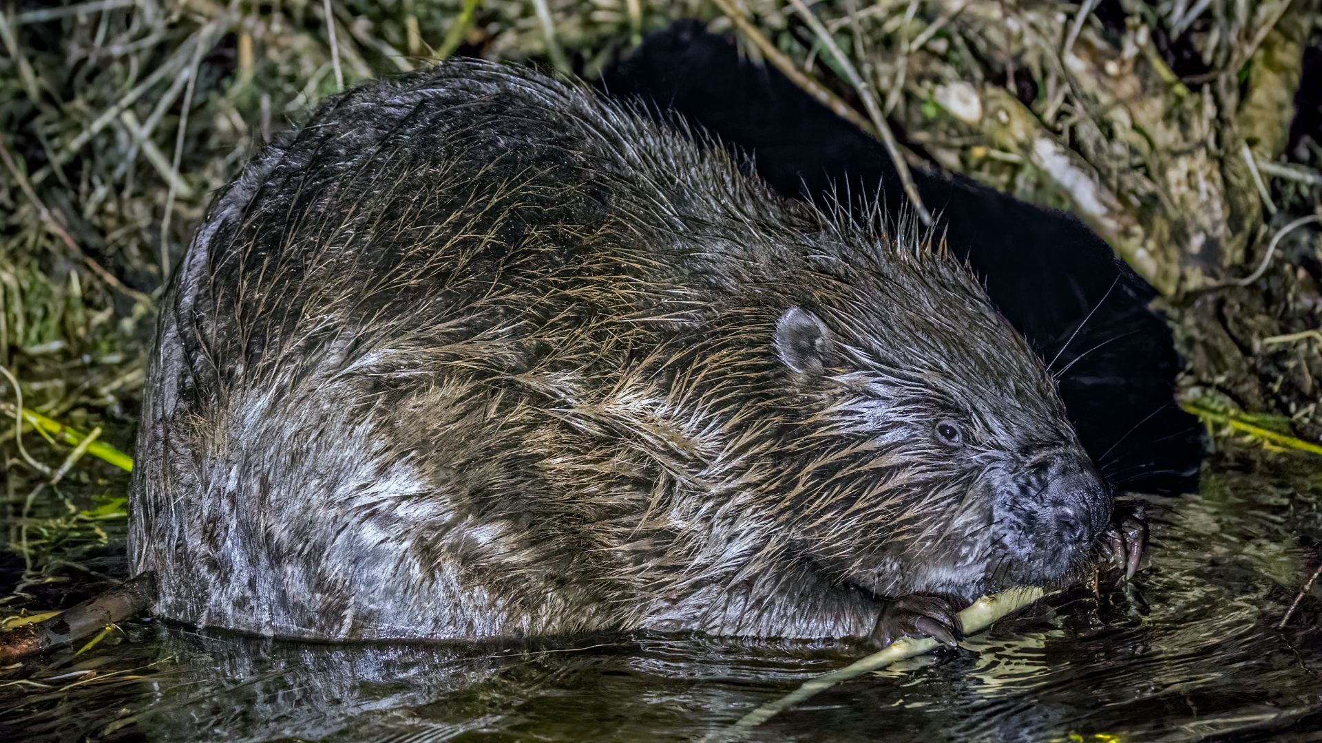 File:Eurasian beaver (Castor fiber) Wizna.jpg