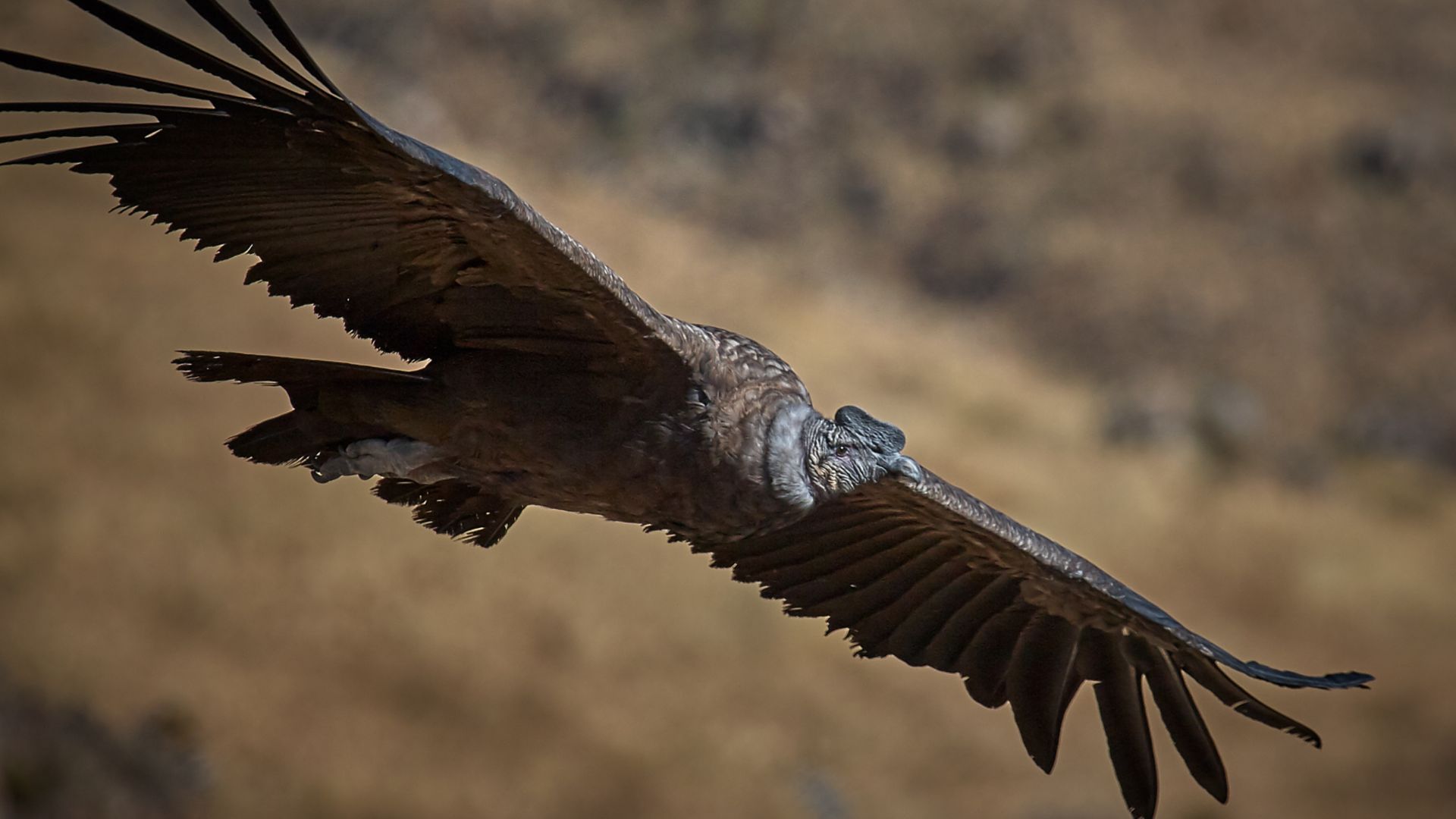 File:Andean Condor in flight.jpg