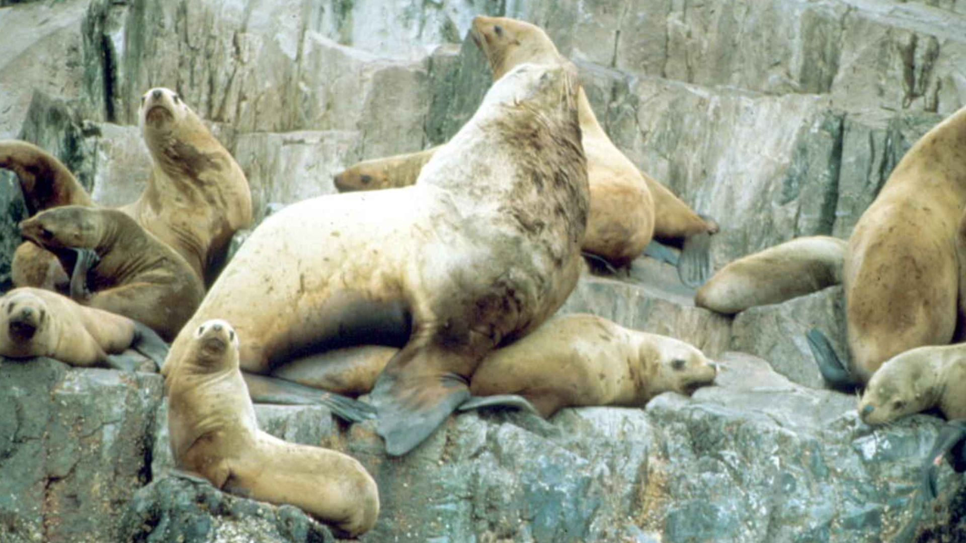 File:Steller sea lion eumetopias jubatus.jpg