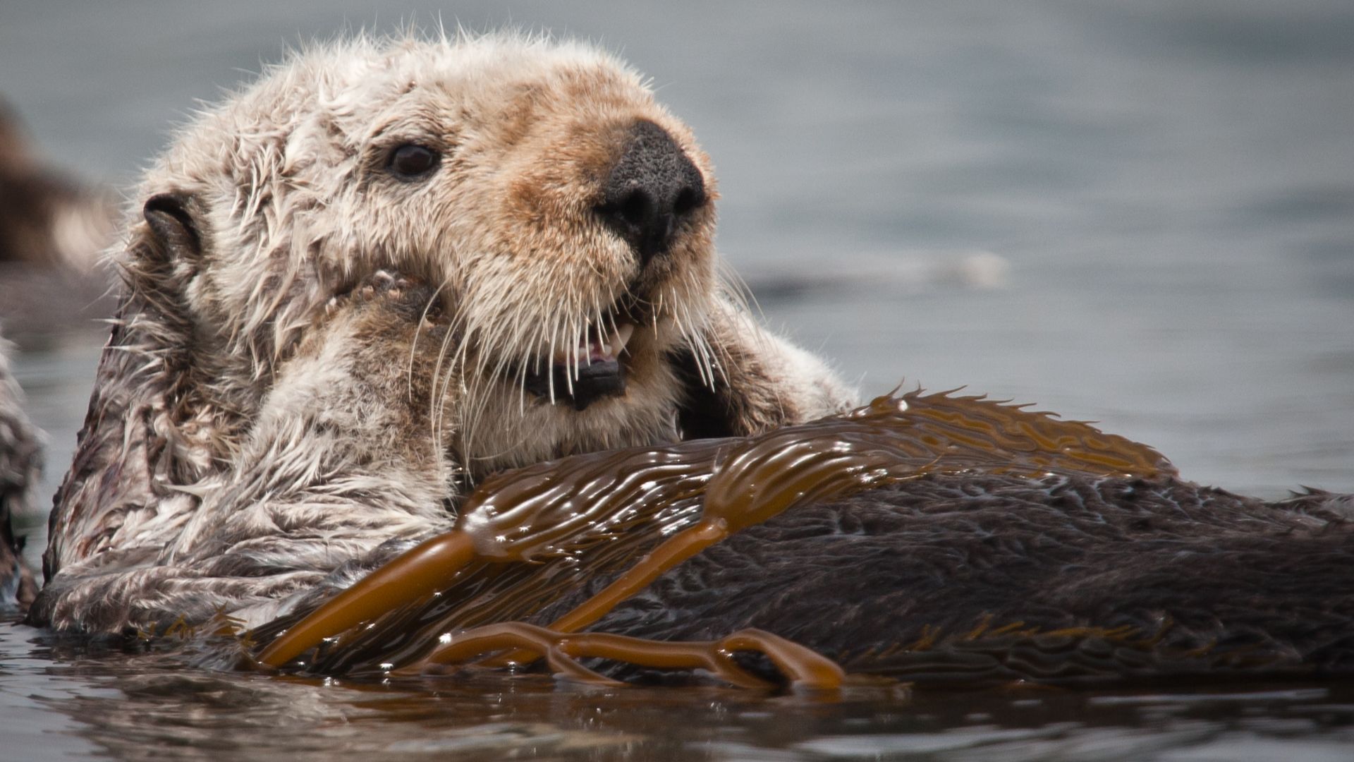 File:California Sea Otter.jpg