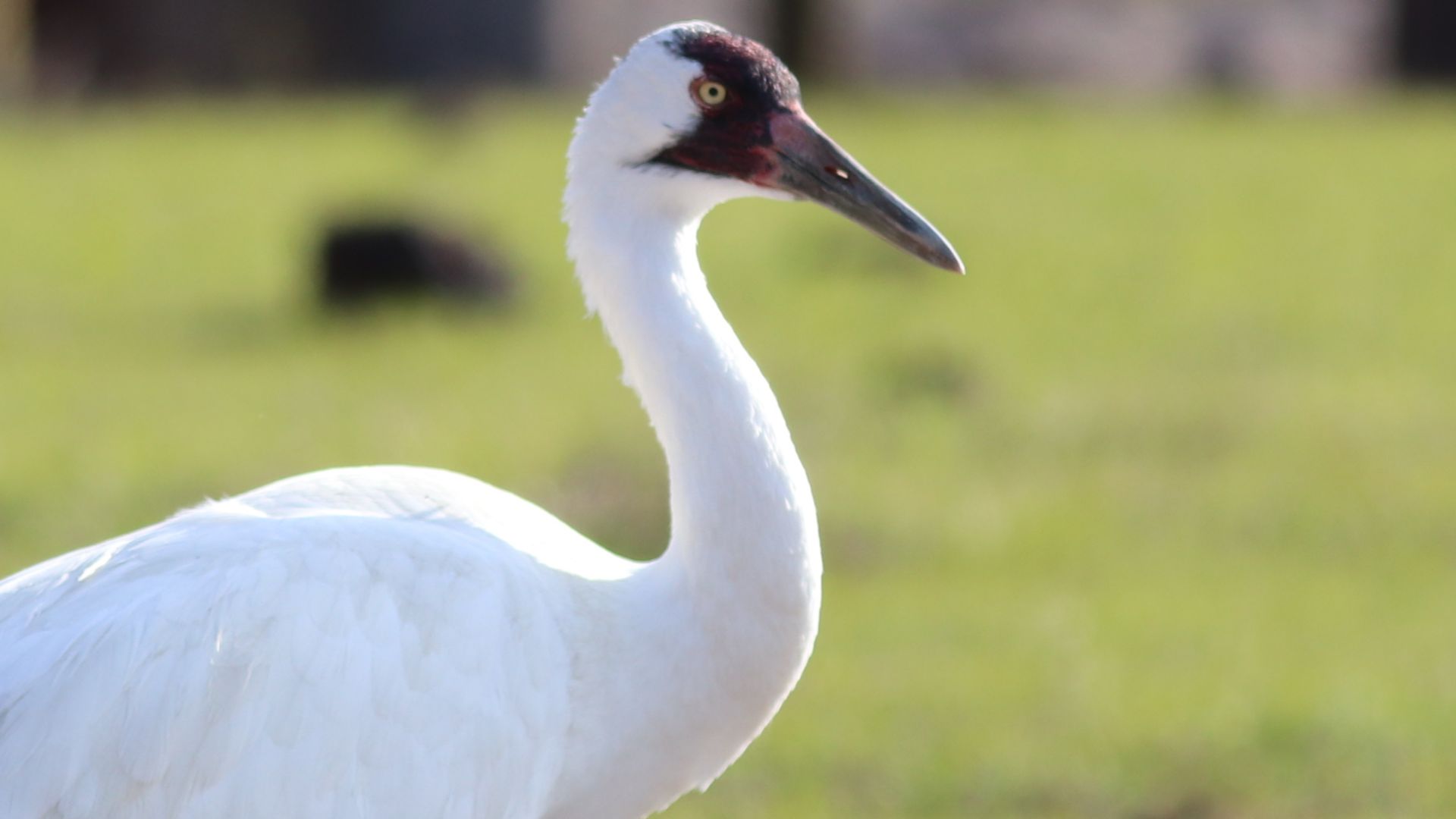 File:Grus americana (Whooping Crane) 03.jpg