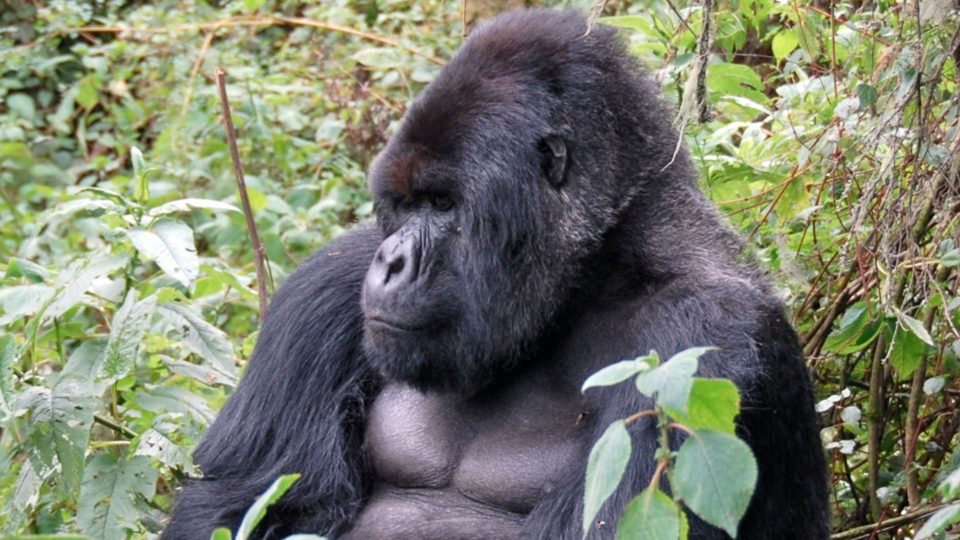 File:Susa group, mountain gorilla.jpg
