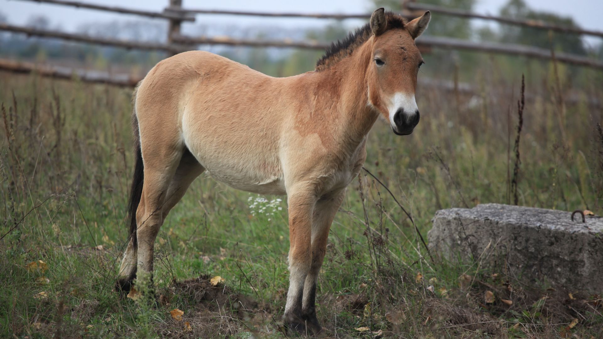 File:Przewalski's Horse (02710137).jpg