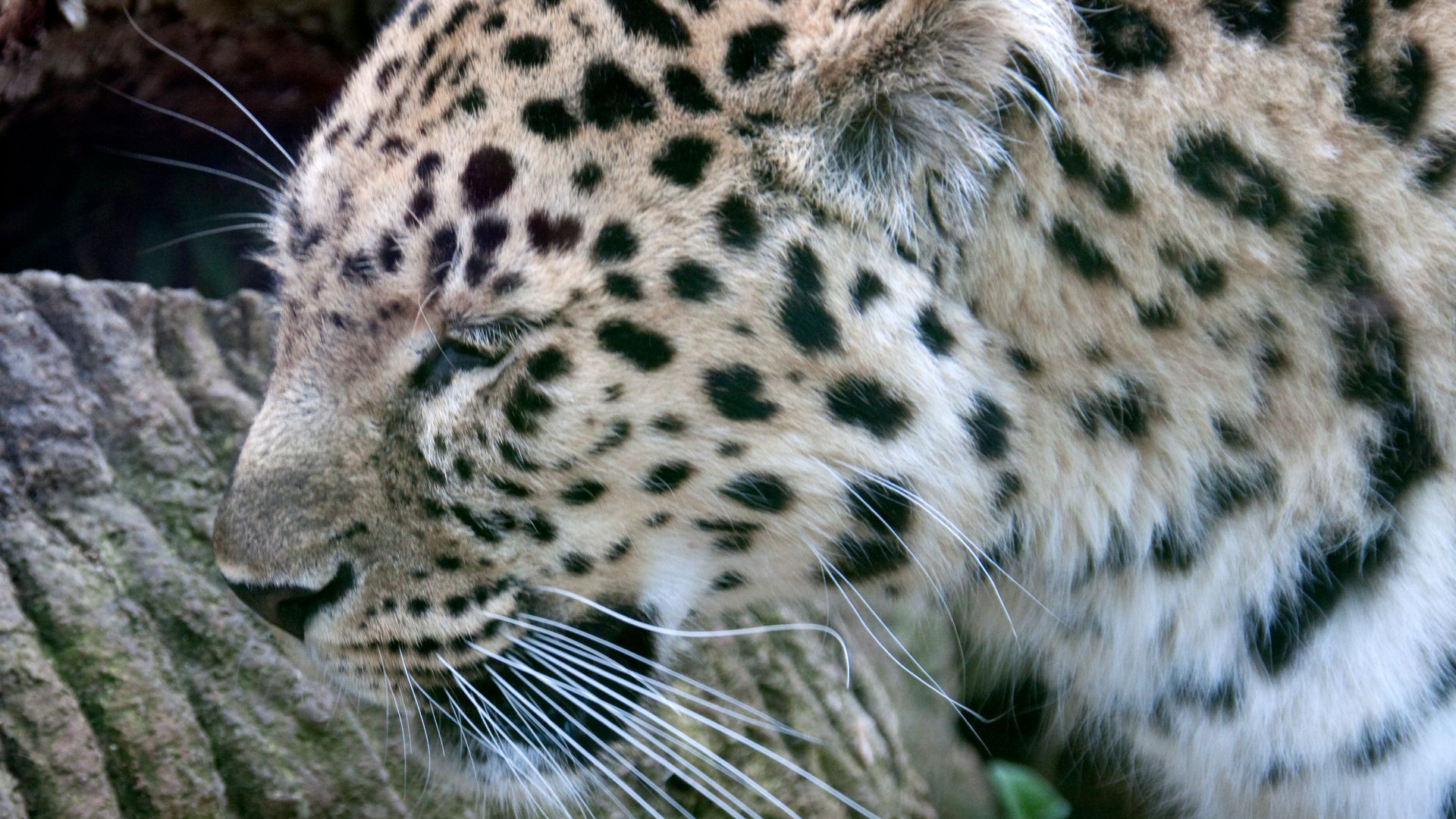 File:Amur Leopard 1 (5018298104).jpg