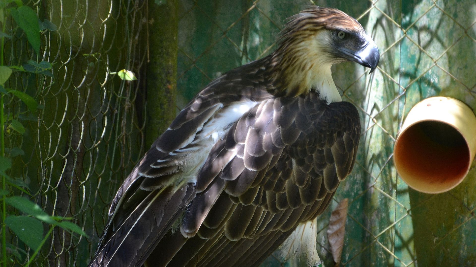 File:Philippine eagle Pithecophaga jefferyi.jpg