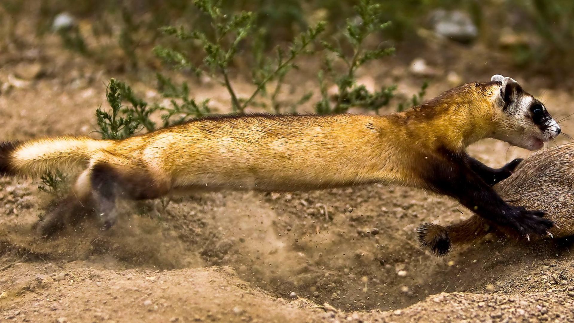 File:Black-footed Ferret Learning to Hunt.jpg