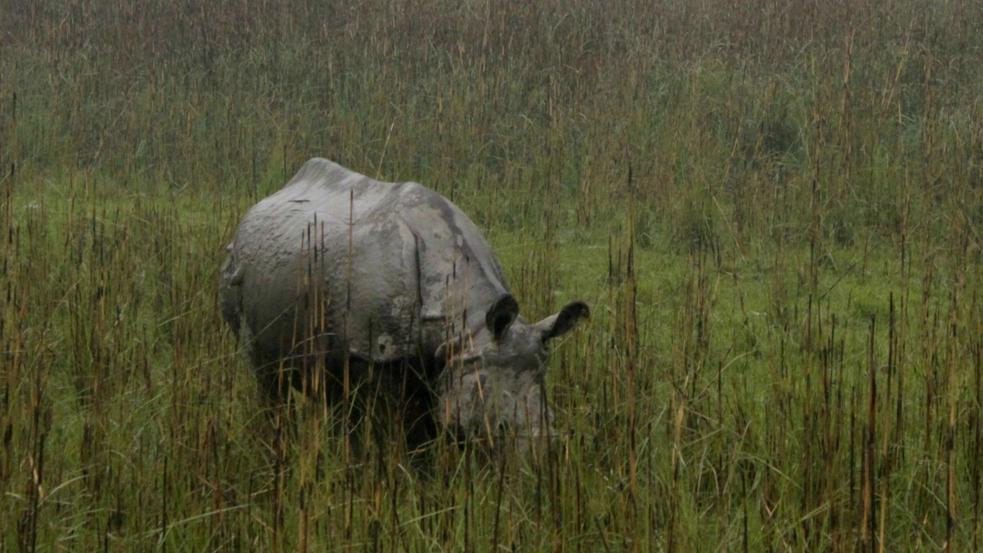 File:Indian one horned Rhinoceros.jpg