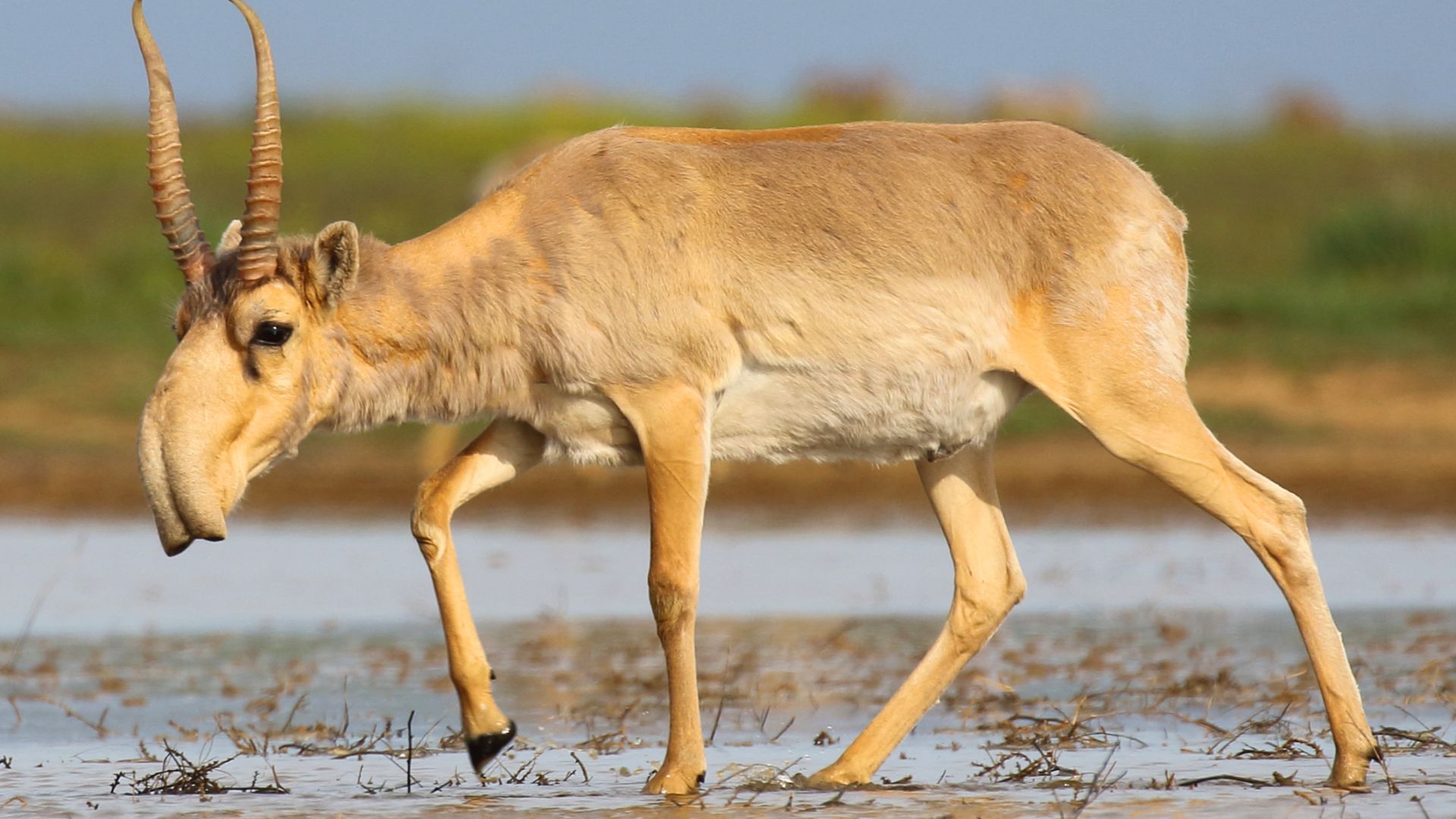 File:Saiga antelope at the Stepnoi Sanctuary.jpg