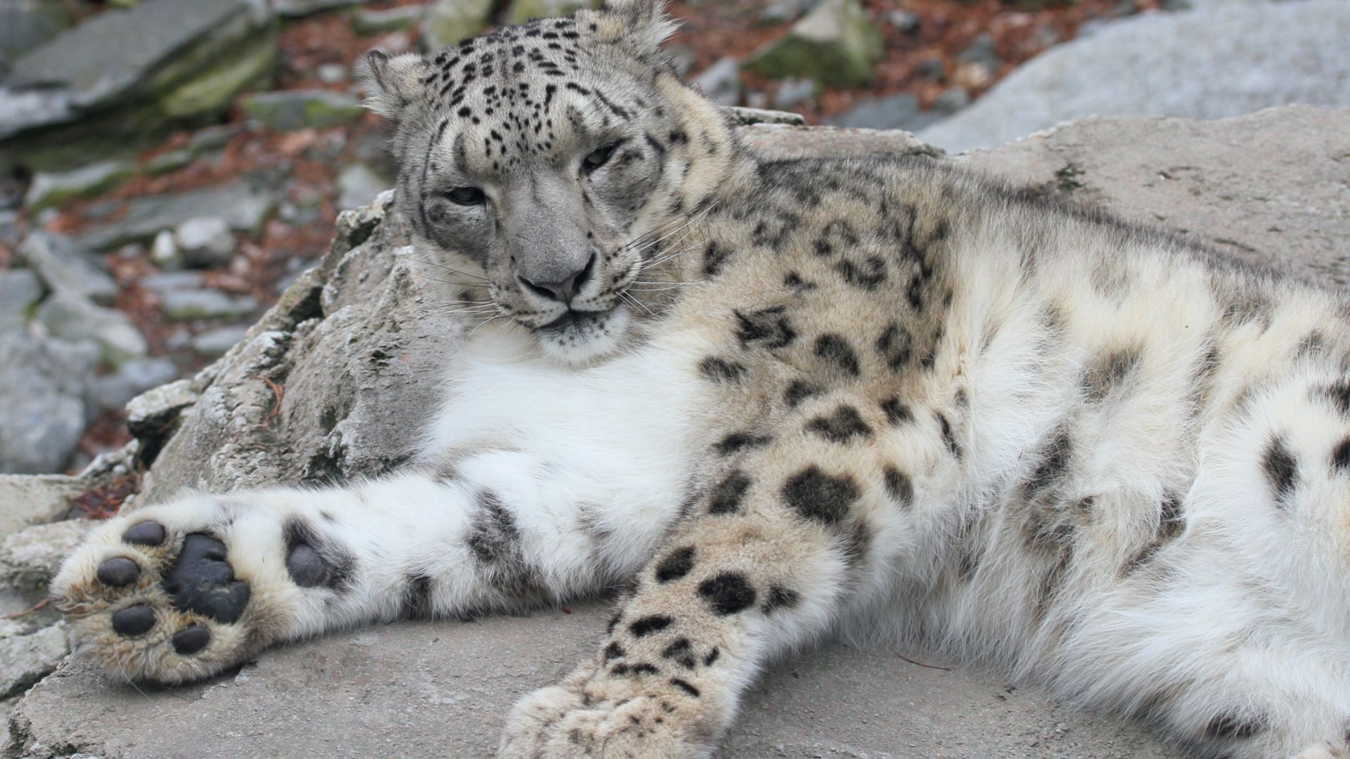 File:Snow leopard - Uncia uncia.jpg