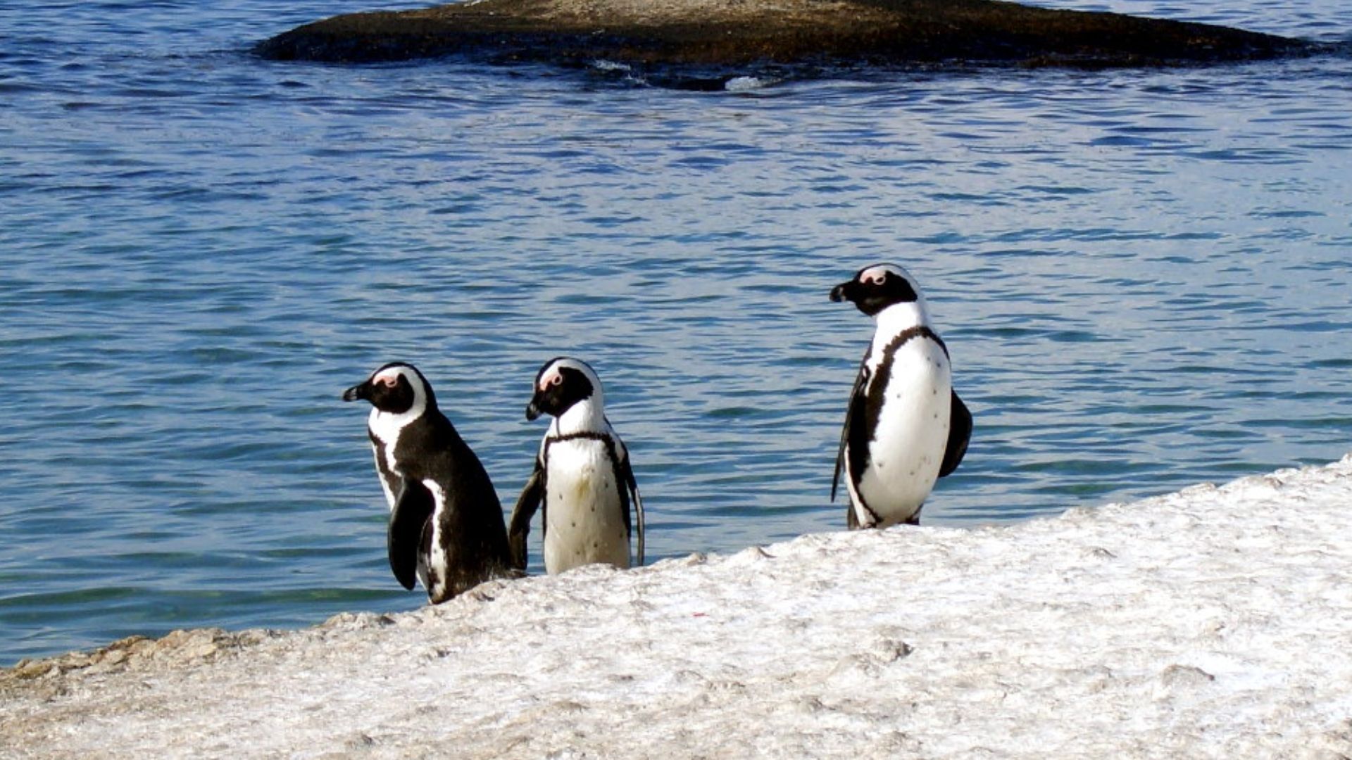 File:African penguins.jpg